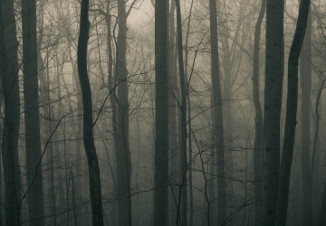 karanlık orman görüntüsü…
